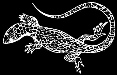 Logo de la marque de spiritueux : Zandoli Rhum